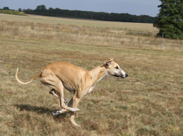 Kimba's first coursing
